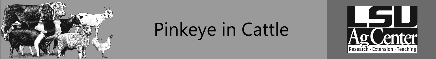 Pinkeye no name.png thumbnail